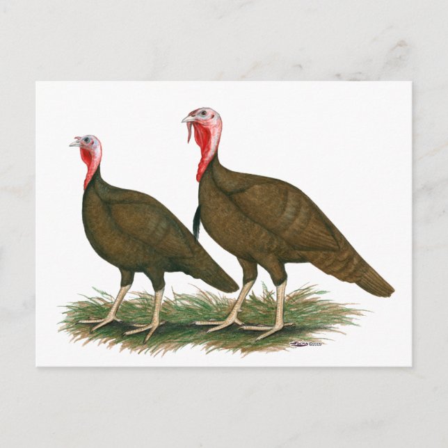 Turkeys:  Chocolate Postcard (Front)