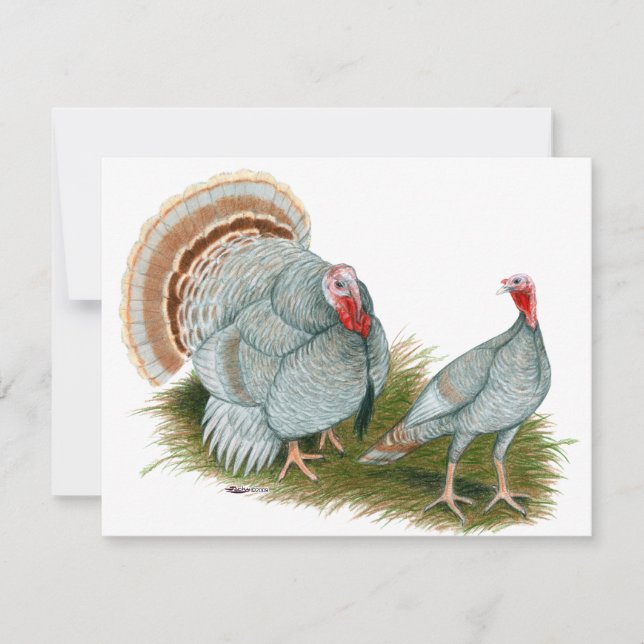 Turkeys:  Lilac (Front)