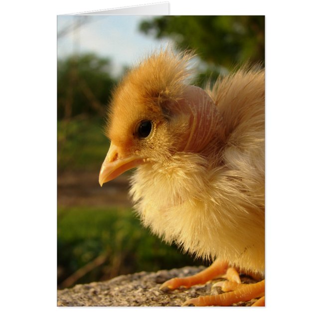 Turkin Chick (Front)