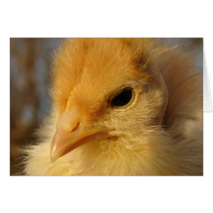 Turkin Chick