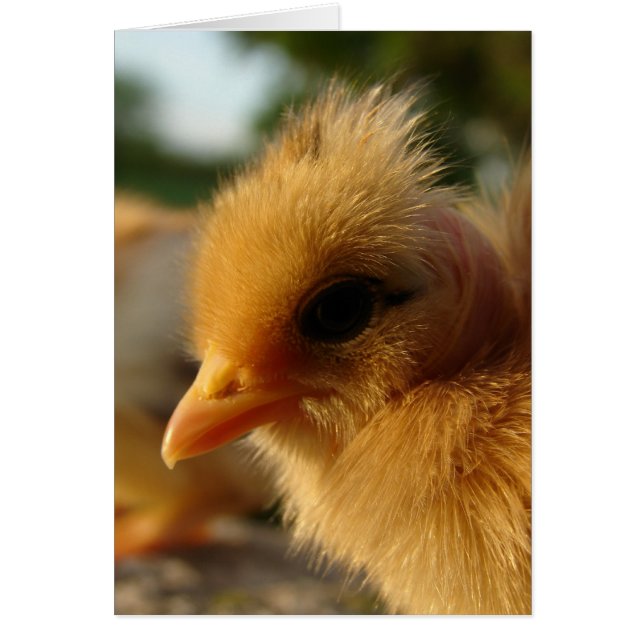 Turkin Chick (Front)