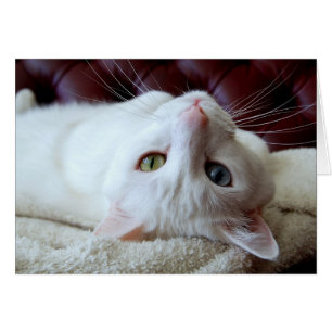 Turkish Angora Cat Odd Eyes Card