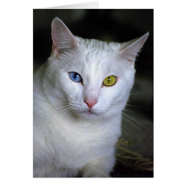 Turkish Angora Cat With Mismatched Eyes (Front)