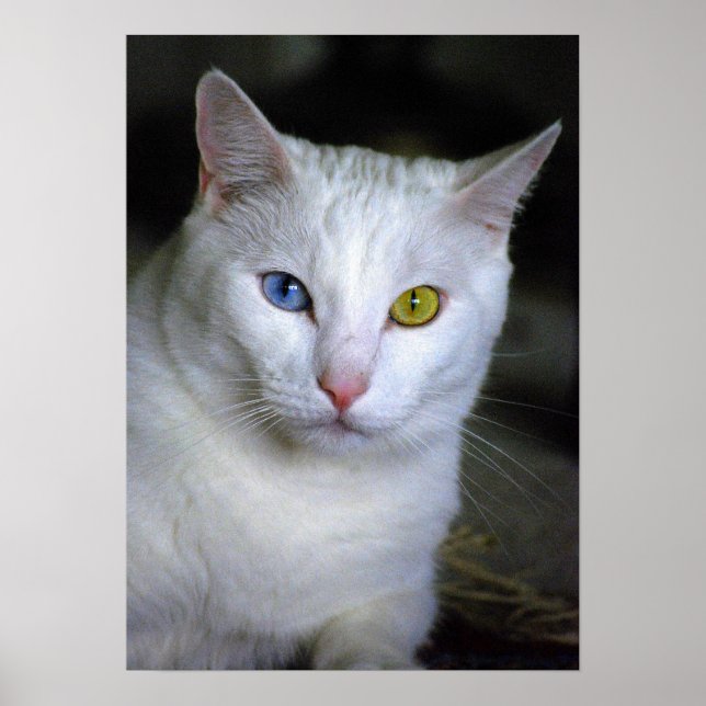 Turkish Angora Cat With Mismatched Eyes Poster (Front)