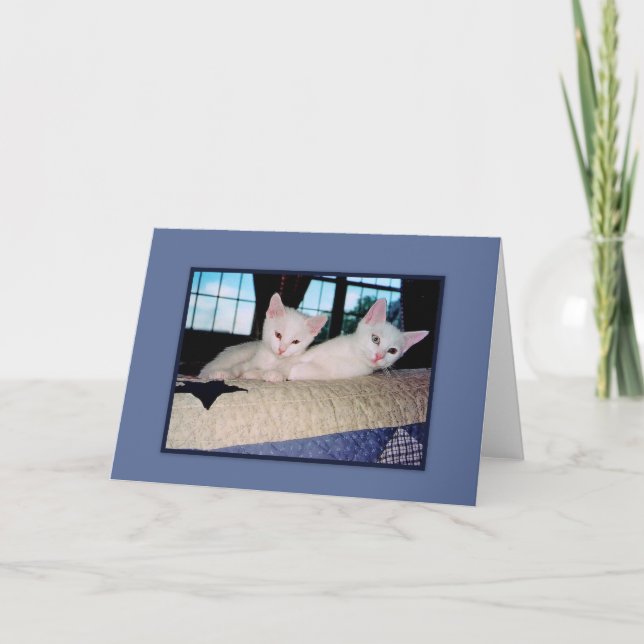 Turkish Angora Kittens Greeting Card (Front)