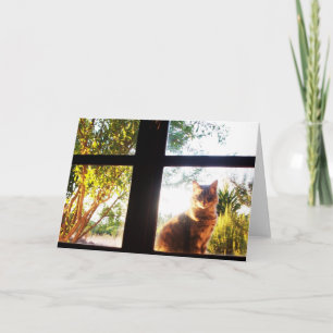 TURKISH CAT AT THE WINDOW CARD