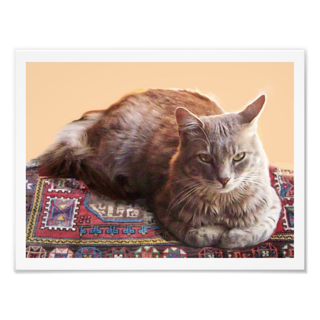 TURKISH CAT ON THE OLD CARPET PHOTO PRINT (Front)