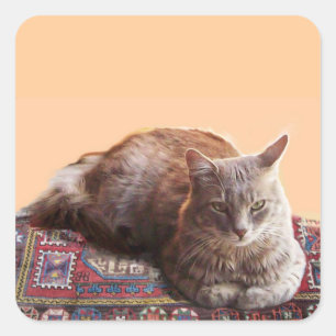 TURKISH CAT ON THE OLD CARPET SQUARE STICKER