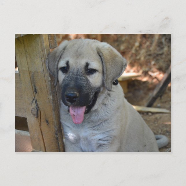 Turkish Shepherd Kangal Puppy Postcard (Front)