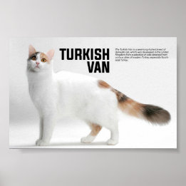 Turkish Van Cat Breed Poster