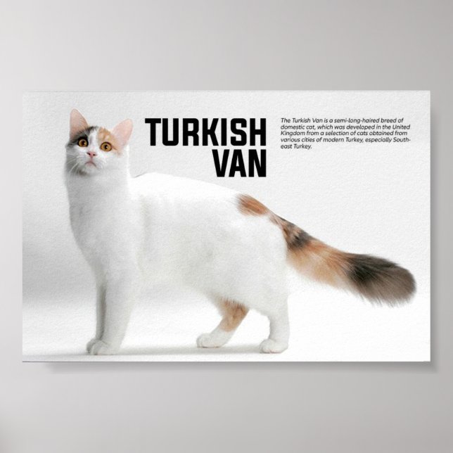 Turkish Van Cat Breed Poster (Front)