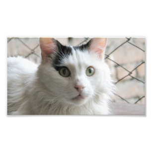 turkish van photo print