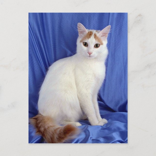 Turkish Van Postcard (Front)