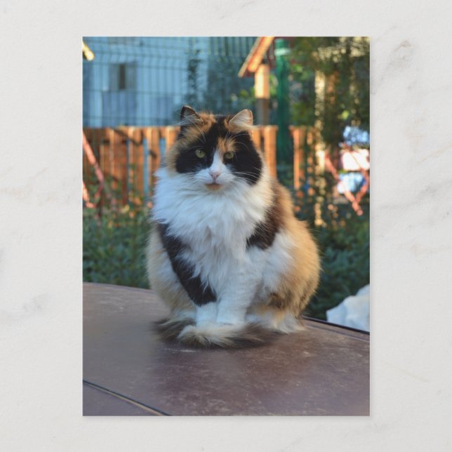 Turkish Van Postcard (Front)