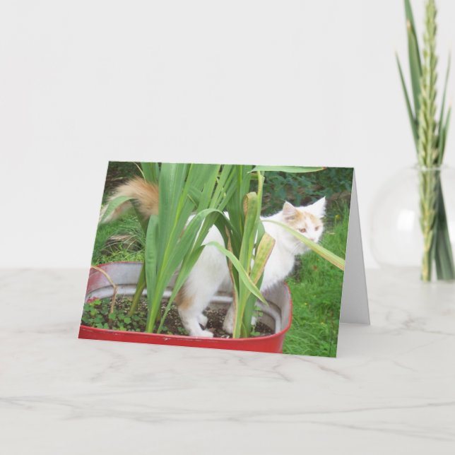 TURKISH VAN SAYS **HAPPY AUGUST BIRTHDAY** CARD (Front)