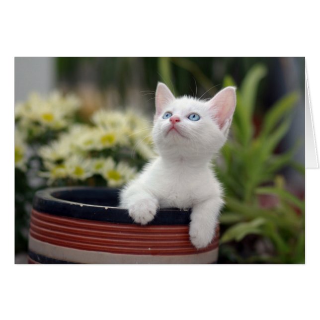 Turkish White Kitten (Front Horizontal)