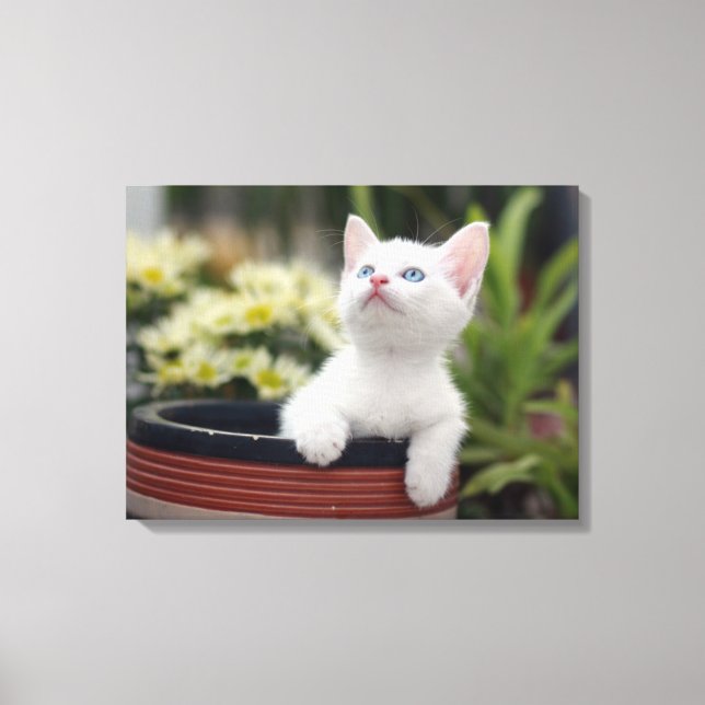 Turkish White Kitten Canvas Print (Front)