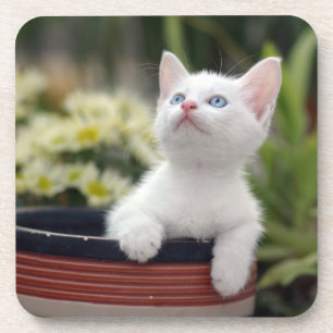 Turkish White Kitten Coaster