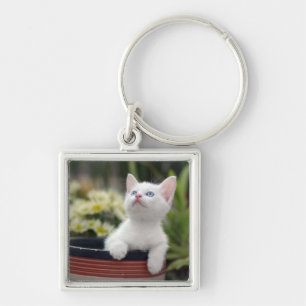 Turkish White Kitten Key Ring