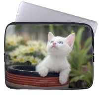 Turkish White Kitten