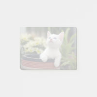 Turkish White Kitten