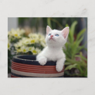 Turkish White Kitten Postcard