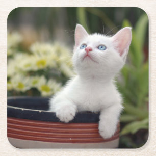 Turkish White Kitten Square Paper Coaster