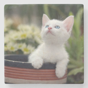 Turkish White Kitten Stone Coaster
