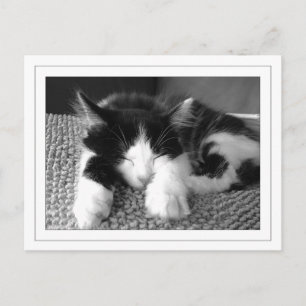 Turkse angora poes postcard