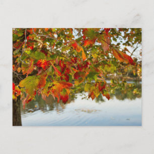 Turning Leaves Postcard