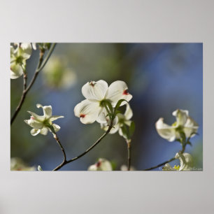 "Turning to the Light" Virginia Dogwood Poster