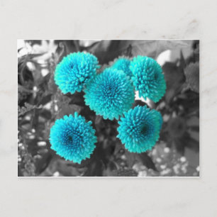 Turquoise Flowers Postcard