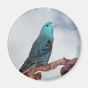 Turquoise linnie magnet