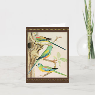 Turquoise Parakeet Card