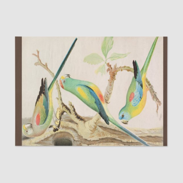 Turquoise Parakeet  Tissue Paper (Front)