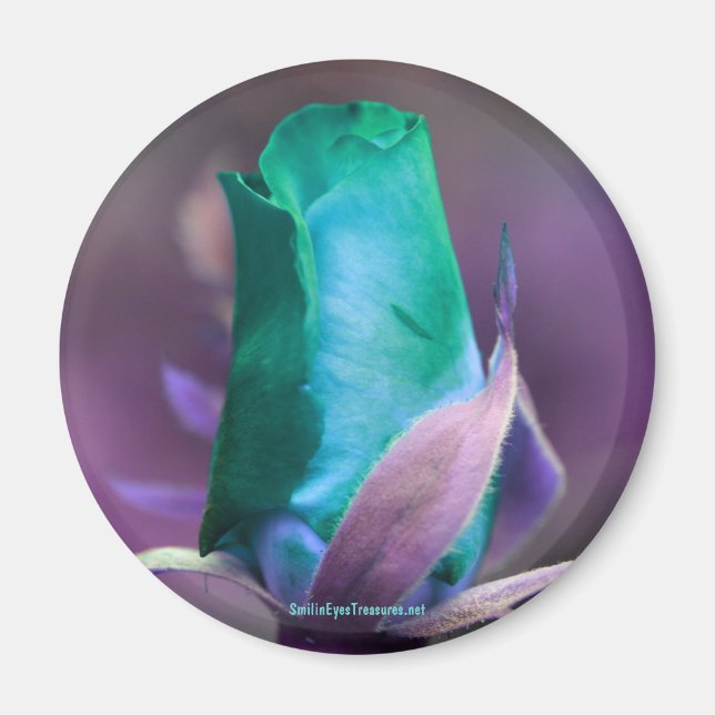 Turquoise Rosebud Flower Photography Magnet (Front)