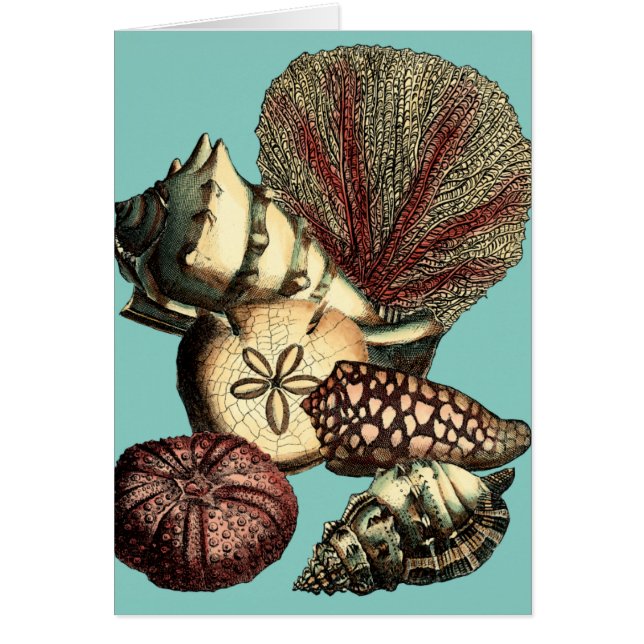 Turquoise Shell and Red Coral Collection (Front)