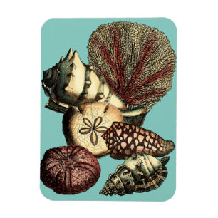 Turquoise Shell and Red Coral Collection Magnet