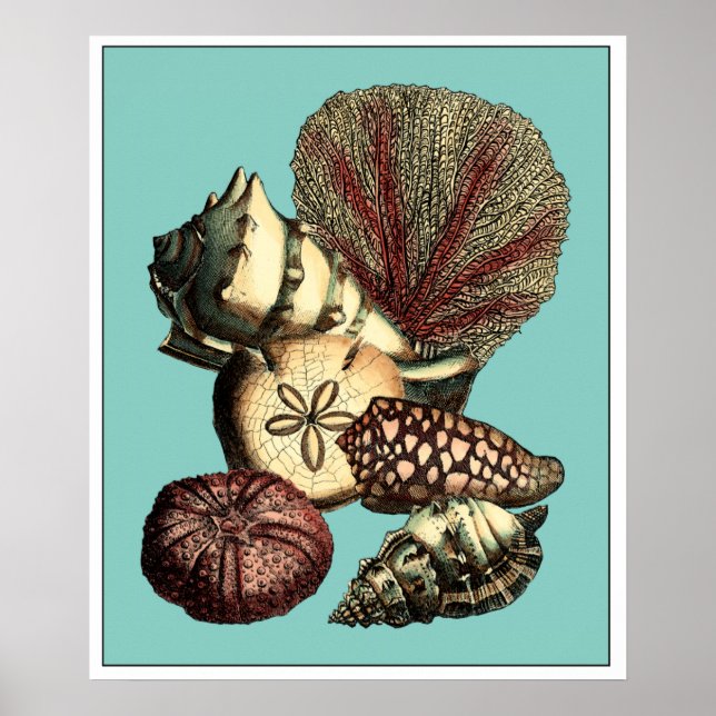Turquoise Shell and Red Coral Collection Poster (Front)