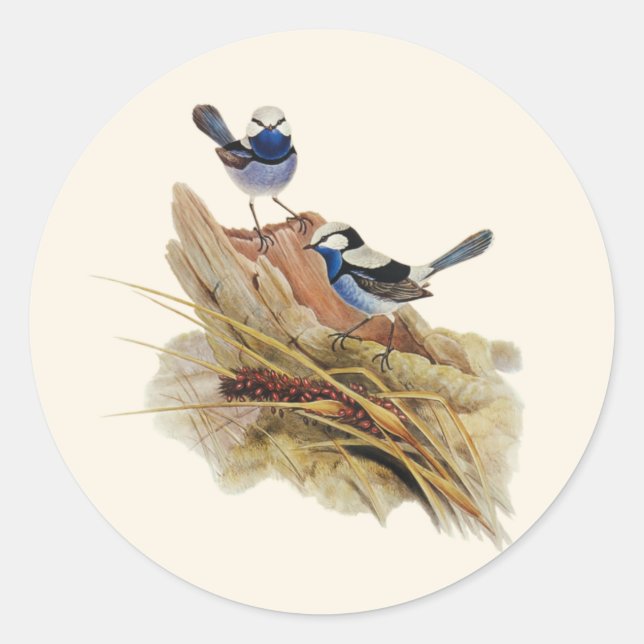 Turquoisine Superb Warbler,  Classic Round Sticker (Front)