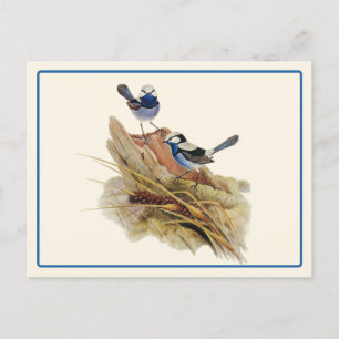 Turquoisine Superb Warbler  Postcard