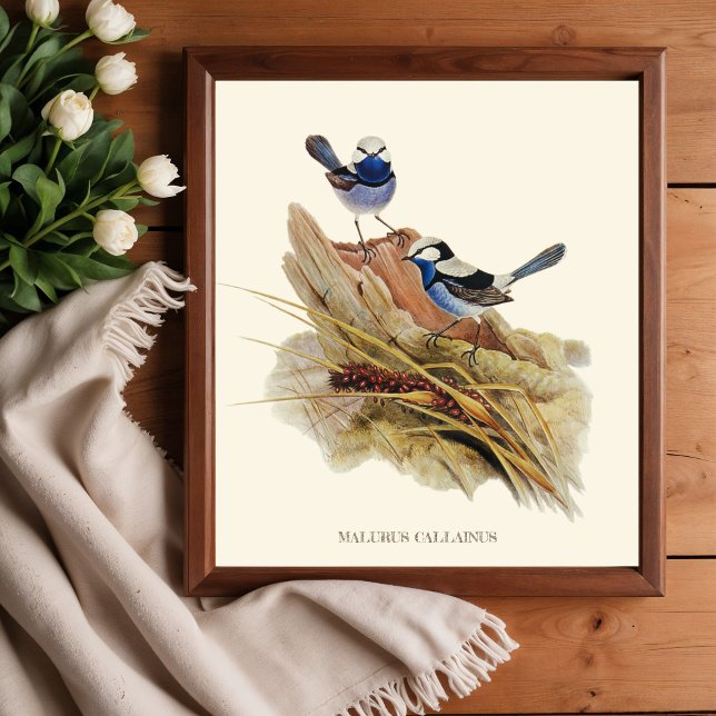 Turquoisine Superb Warbler, Vintage Birds Poster (Creator Uploaded)