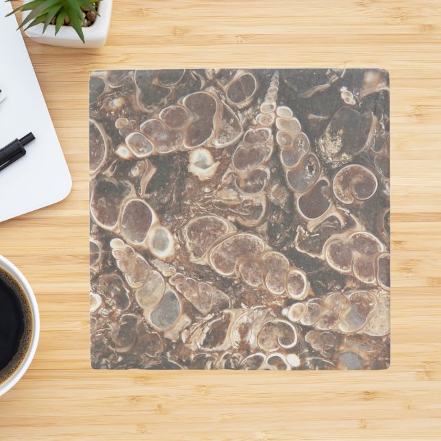Turritella Agate Fossils Stone Coaster (In Situ)