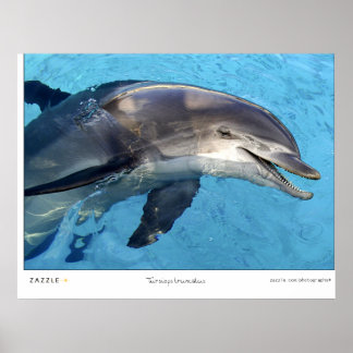 Tursiops Truncatus Poster