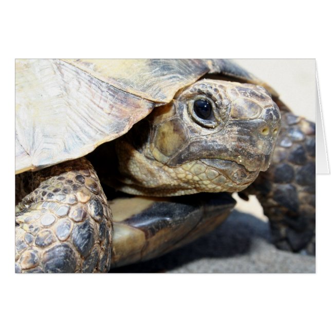 Turtle (Front Horizontal)