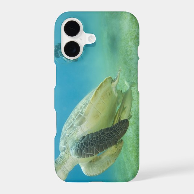 Turtle (Back)