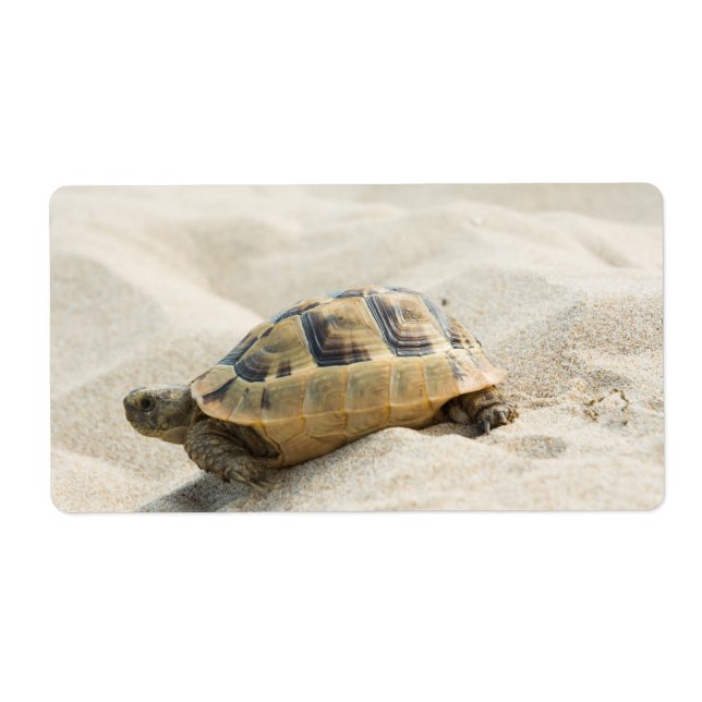 Turtle (Front)
