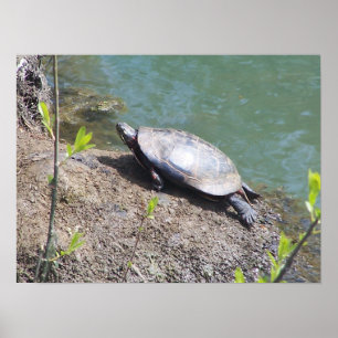 Turtle2 Poster