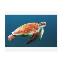 turtle-863