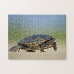 Turtle / Amphibian / Reptile Closeup Photo Puzzle